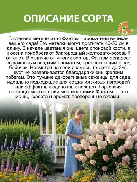 Гортензия Фантом (метельчатая)  саженцы 