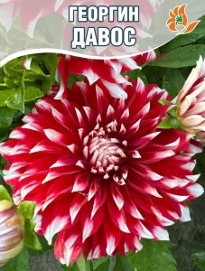 Георгин Давос (крупноцветковый) Георгин Давос (крупноцветковый)