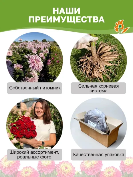 Георгин Давос (крупноцветковый)