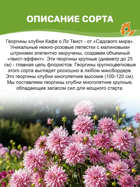 Георгин Кафе о Лэ Твист (крупноцветковый)