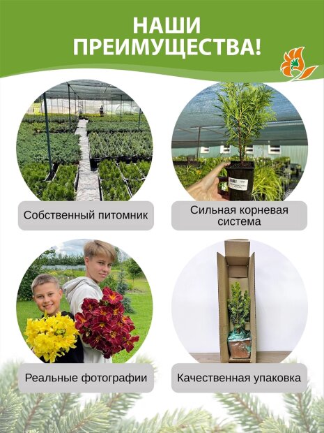 Можжевельник Пфитцериана Глаука (средний)