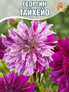 Георгин Тайхейо (крупноцветковый) Георгин Тайхейо (крупноцветковый)