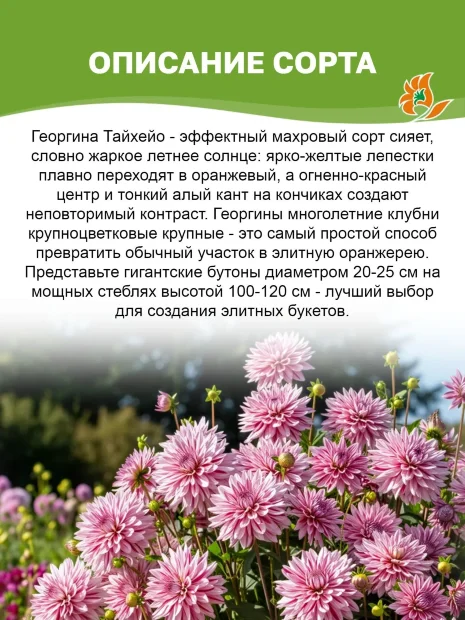 Георгин Тайхейо (крупноцветковый)