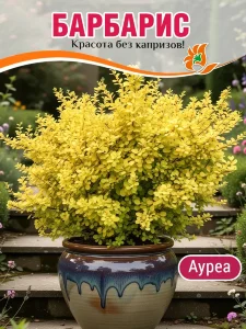 Барбарис Ауреа (Тунберга) Барбарис Ауреа (Тунберга)