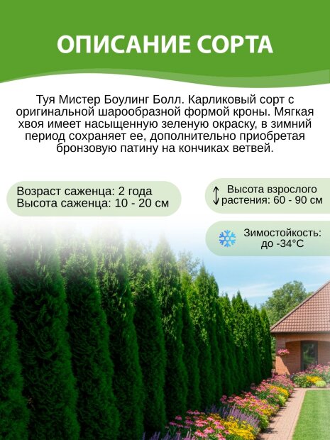 Туя Мистер Боулинг Болл (западная)