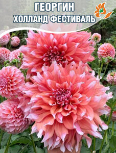 Георгин Холланд Фестиваль (крупноцветковый) Георгин Холланд Фестиваль (крупноцветковый)