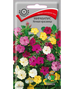Мирабилис Ночная красавица