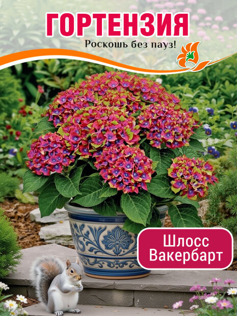 Гортензия Шлосс Вакербарт (крупнолистная) саженцы 