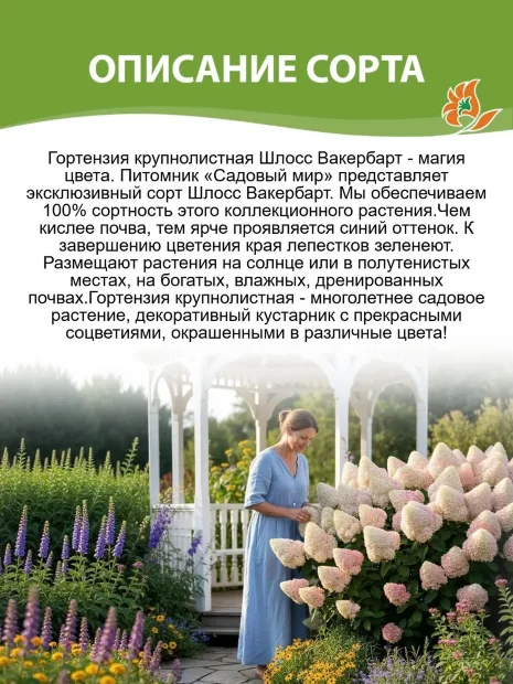 Гортензия Шлосс Вакербарт (крупнолистная) саженцы 