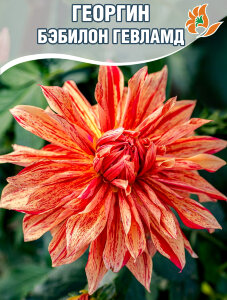 Георгин Бэбилон Гевламд (декоративный) Георгин Бэбилон Гевламд (декоративный)