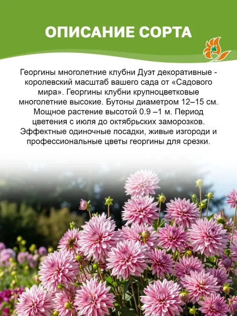 Георгин Дуэт (декоративный)