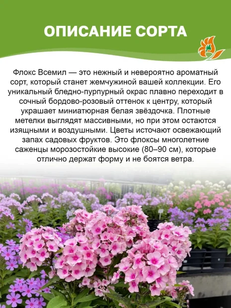 Флокс Всемил
