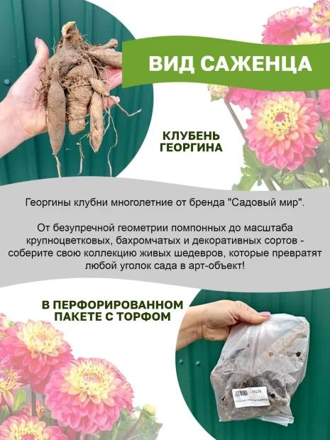 Георгин Калгари Флеймс (декоративный)