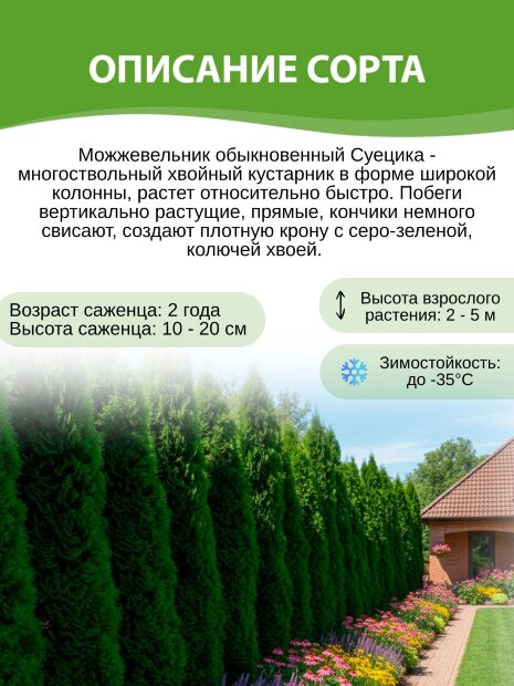 Можжевельник Суецика (обыкновенный)