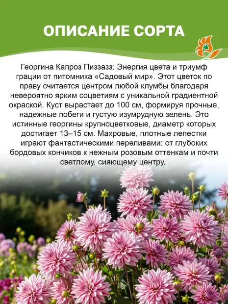 Георгин Капроз Пиззаз (декоративный) 
