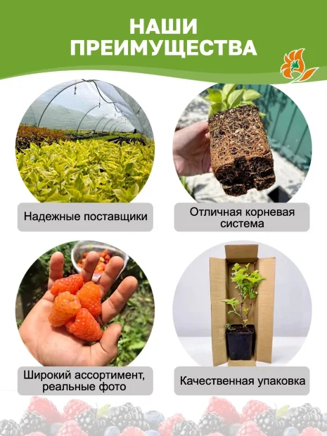Малина Конёк Горбунок (ремонтантная) саженцы 