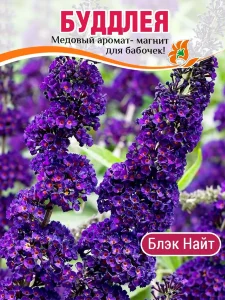 Буддлея Блэк Найт (Давида) Буддлея Блэк Найт (Давида)