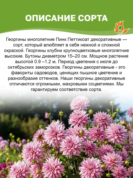 Георгин Пинк Петтикоат (декоративный)   