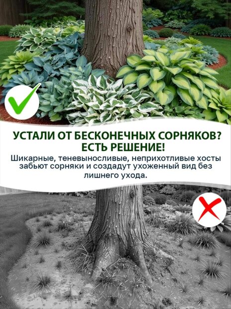 Хоста Олд Глори