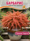 Барбарис Оранж Карпет (Тунберга)