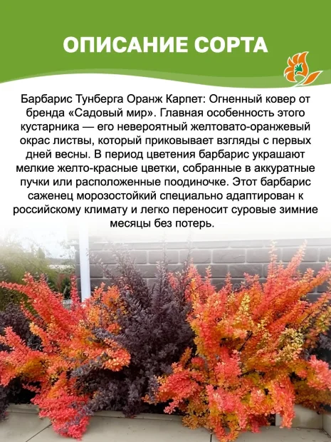 Барбарис Оранж Карпет (Тунберга) саженцы 