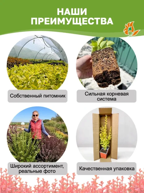 Барбарис Оранж Карпет (Тунберга) саженцы 
