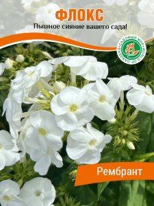 Флокс Рембранд 