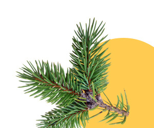Хвойные